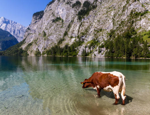 二爷说币：牛喝水解解渴