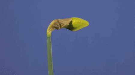 金色硬核 | NFT元数据404了怎么办 原子NFT了解一下