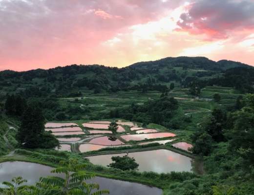 
      Nishikigoi：NFT 背后的乡村振兴之路