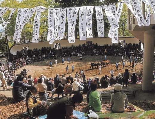 
      Nishikigoi：NFT 背后的乡村振兴之路