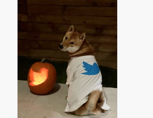 
      马斯克推特喊话狗狗币  L7成大赢家  或又成为最受追捧的小币种矿机