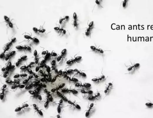 
      人工智能存在的威胁：康复中的生物自恋者的反思人工智能存在的威胁：康复中的生物自恋者的反思