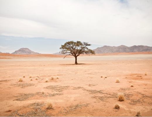 MAX森林:Web3.0的蚂蚁森林值得期待