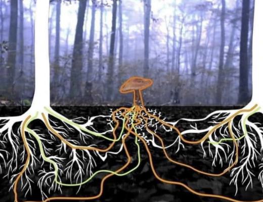 DAOrayaki |DAO2DAO常见类型及生态现状