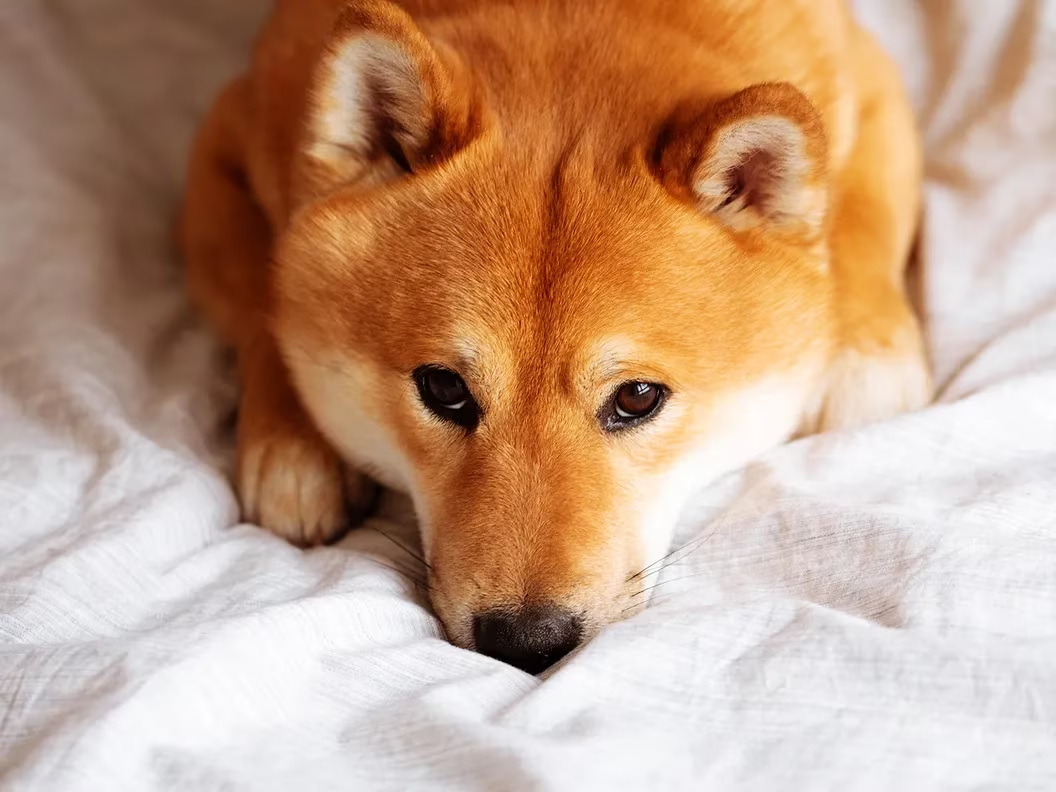 Shiba Inu 代币在 Shibarium 代码剧中下跌 10%